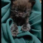 بچه گربه DSH سه هفته‌ای