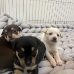 واگذاری گزینشی در مازندران