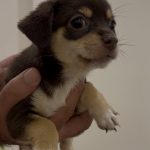 واگذاری گزینشی در مازندران