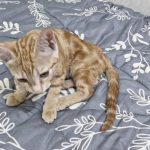 واگذاری گربه 4 ماهه