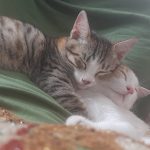 واگذاری دوتا گربه شیطون