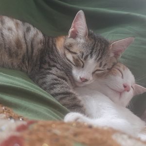 واگذاری دوتا گربه شیطون