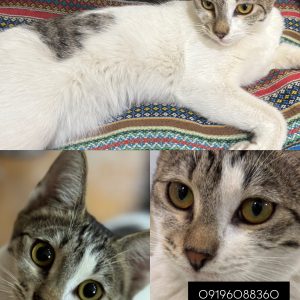 کوچولو به دنبال خانواده ای مهربان