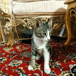 گربه ۴ ماهه