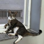 واگذاری گربه dsh