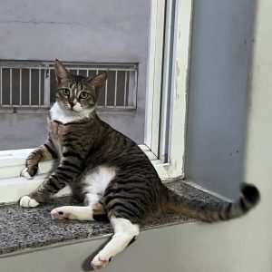 واگذاری گربه dsh