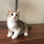 واگذاري دختر دو ماهه واكسينه