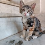 گربه ۴ ماهه