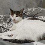 واگذاری گربه