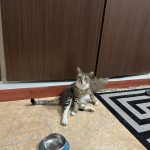 واگذاری گربه dsh