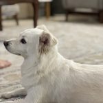 واگذاری سگ مادت