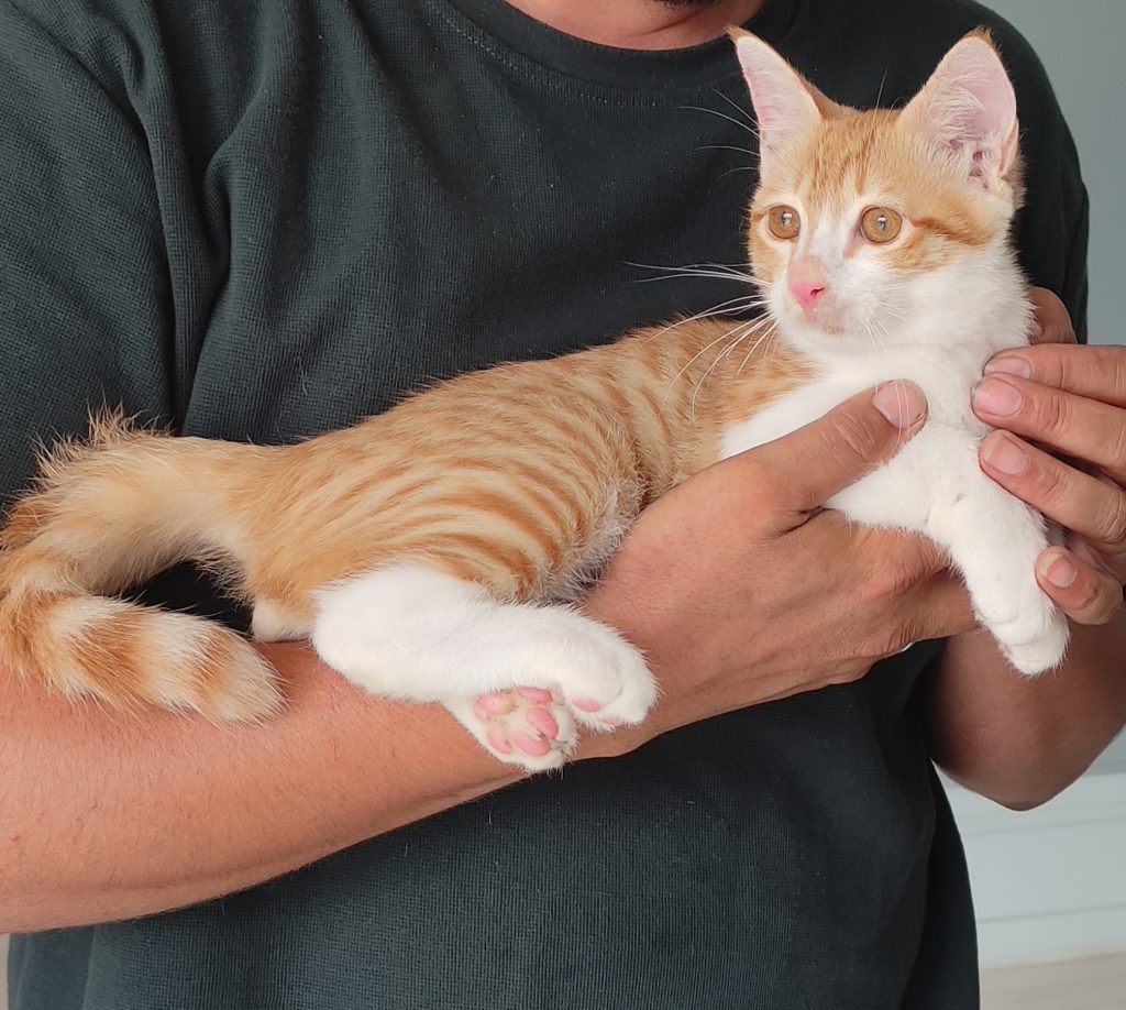 واگذاری رایگان فقط به خانم ها