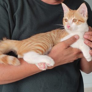 واگذاری رایگان فقط به خانم ها