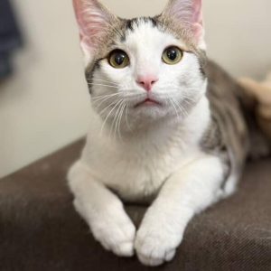 گربه نر DSH – ملوس