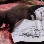 بچه گربه DSH سه هفته‌ای