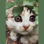 دو تا بچه گربه و مادرشون