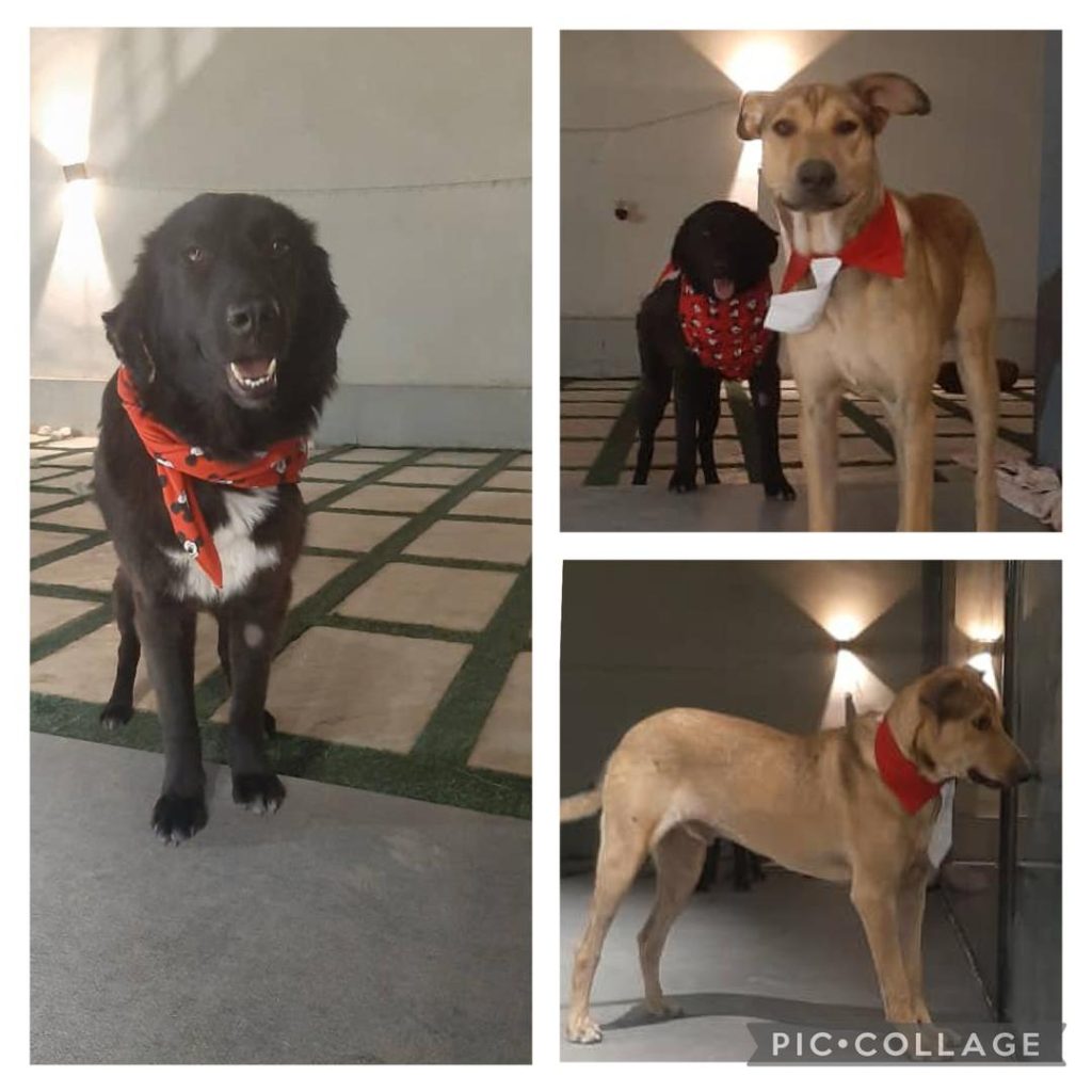 واگذاری سگ بومی فقط،به یک خانواده دوستدار حیوانات