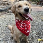 واگذاری سگ گلدن رتریور