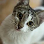 کوچولو به دنبال خانواده ای مهربان