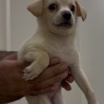 واگذاری گزینشی در مازندران