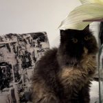 واگذاری گربه پرشین