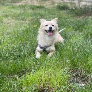 واگذاری رایگان