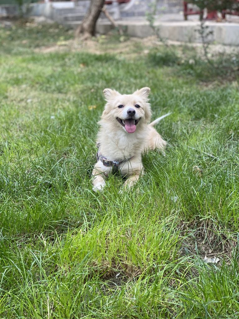 واگذاری رایگان