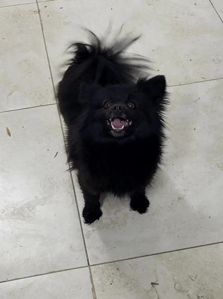 واگذاری پامر اشپیتز