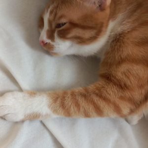 واگذاری رایگان گربه نارنجی