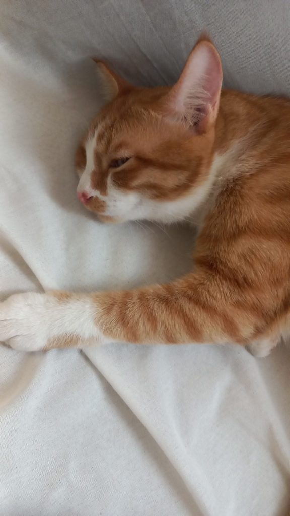 واگذاری رایگان گربه نارنجی