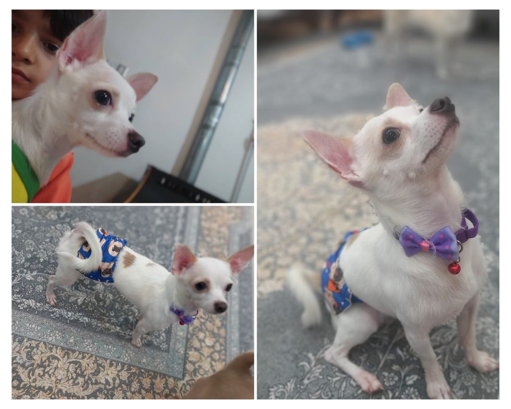 واگذاری رایگان