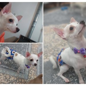 واگذاری رایگان