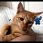 واگذاری رایگان گربه