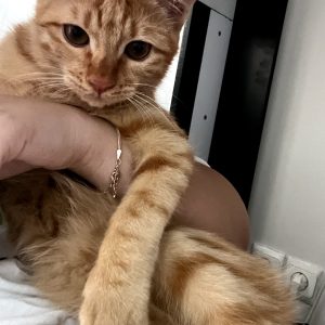 واگذاری رایگان گربه