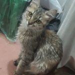 واگذاری بچه گربه