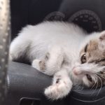 واگذاری توله گربه 1 ماهه DSH