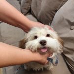 واگذاری ویولای مهربان