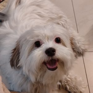 واگذاری ویولای مهربان