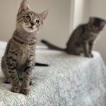 دو تا گربه نر و ماده ۳ ماه یکیشون ‌نابیناس