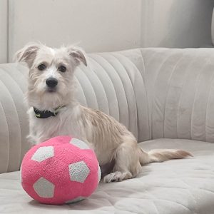 اشپیتز تریر ۸ ماهه