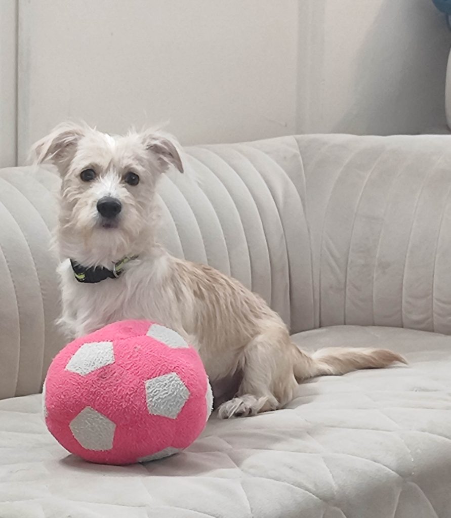 اشپیتز تریر ۸ ماهه