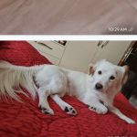 سگ پامر اشپیتز سفید فوق العاده باهوش و با محبت محبت