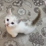 واگذاری بچه گربه