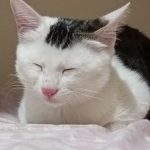 واگذاری  بچه گربه