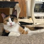 واگذاری نودل خانم