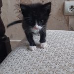 واگذاری گربه