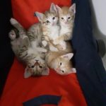 بچه گربه خانگی