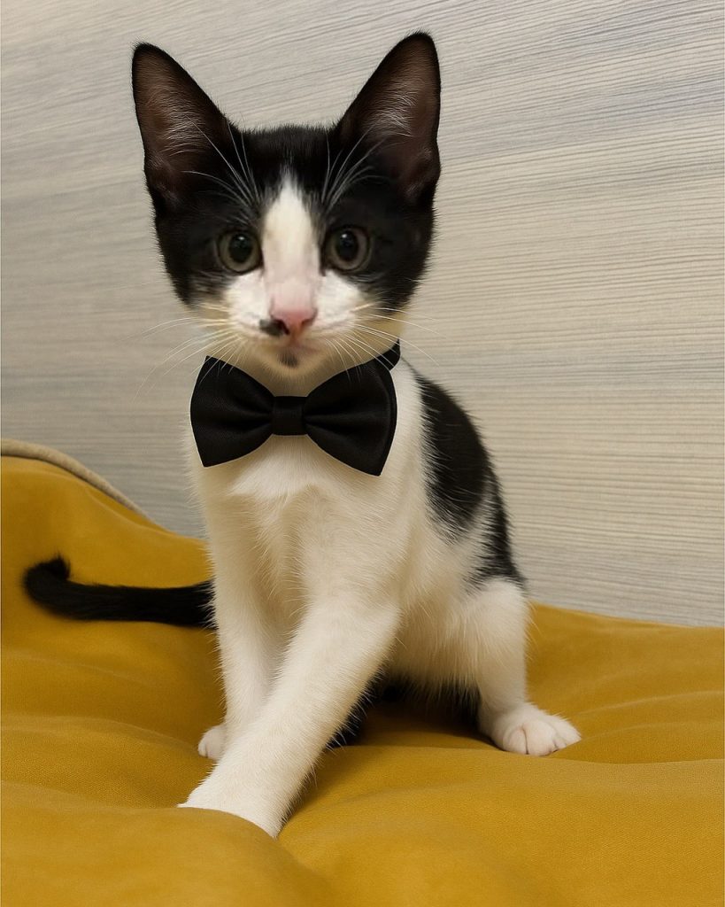 واگذاری گربه