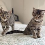 دو تا گربه نر و ماده ۳ ماه یکیشون ‌نابیناس