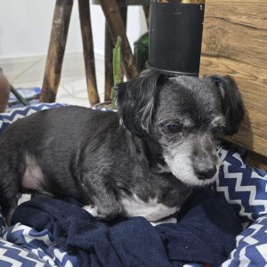 اشپیتز تریر